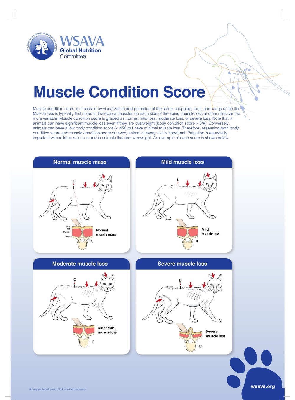 WSAVA Muscle Condition Score chart showing normal, mild, moderate, and severe muscle loss in cats