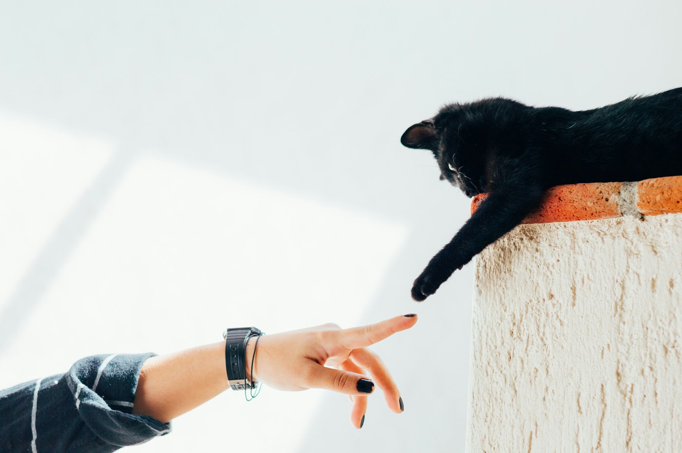 A black cat reaching its paw toward an outstretched hand