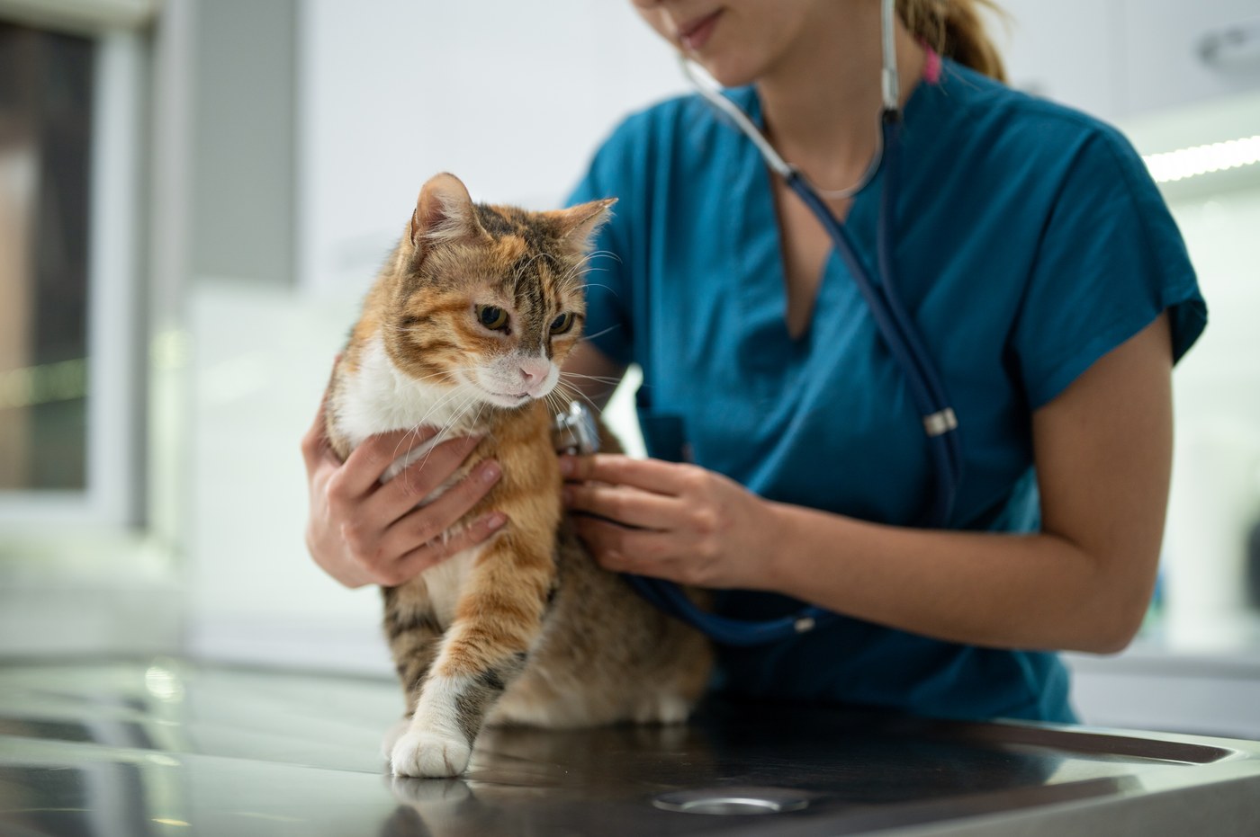 Cat being examined with stethoscope on exam table