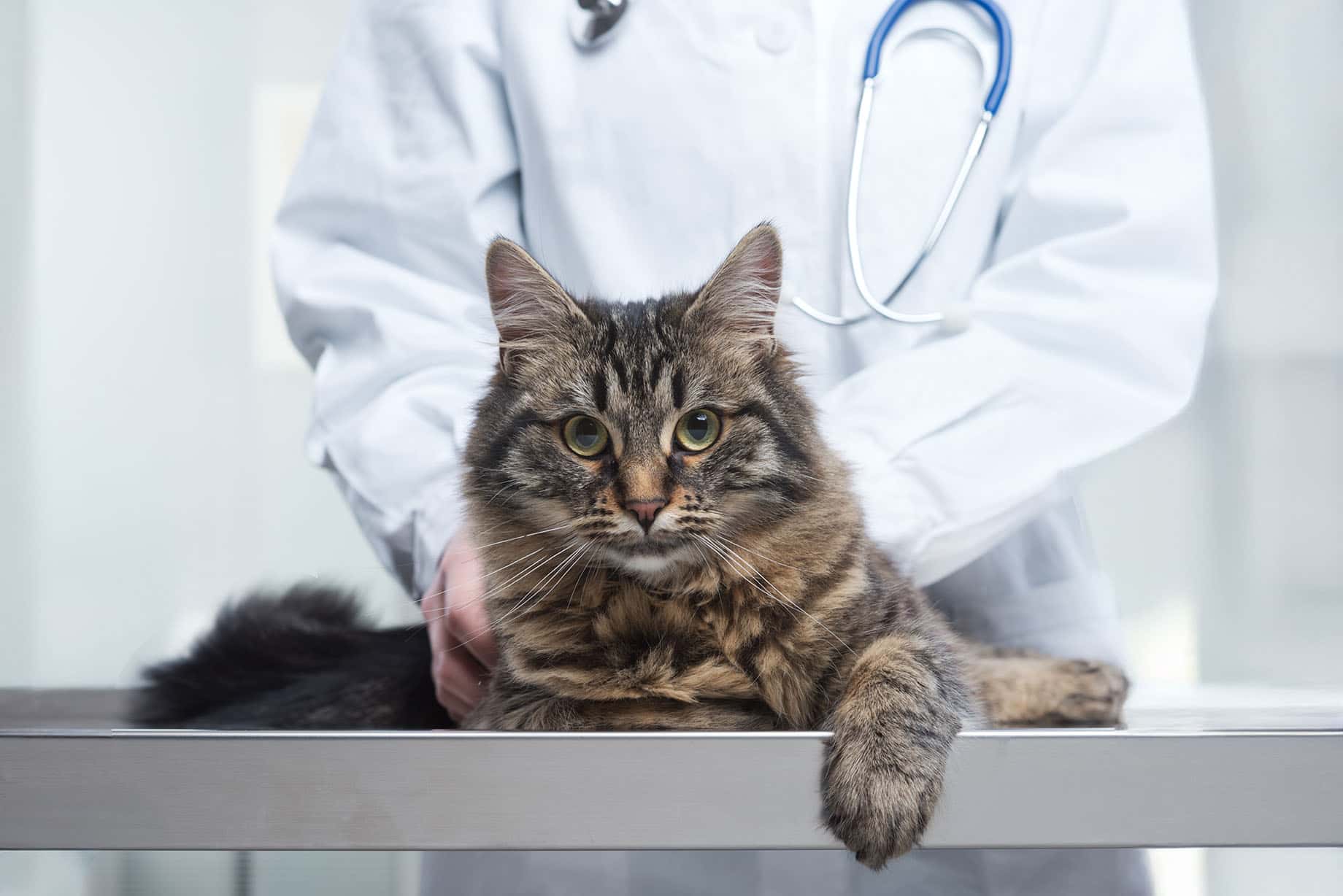 Long haired cat on a veterinarian exam table.
